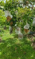 Vườn Trái Cây Florida Tâm Nguyễn - Homestead FL